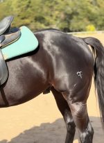 Shine Horse - BioGlitter TROT - Imagem 3