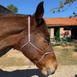 Cabresto UC Manejo cor:Rosa Bebe