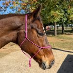 Cabresto UC Manejo cor:Rosa Com Detalhes em Lilás