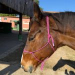 Cabresto UC Manejo cor:Rosa Com Detalhes em Lilás - Imagem 2