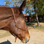 Cabresto UC Manejo cor:Laranja e Marrom