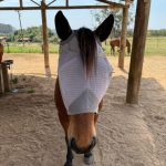 Máscara Anti-Mosca Crusader Fly Mask Cashel - Imagem 2